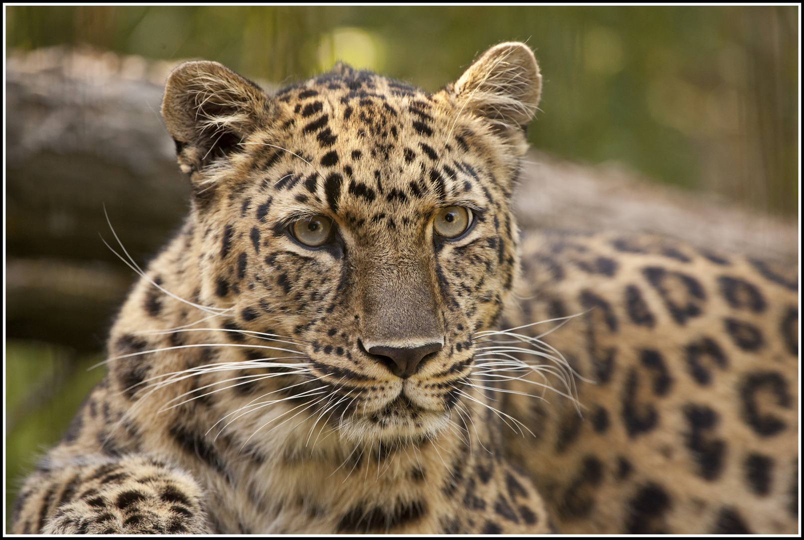 " Amur-Leopardin Vatne "