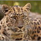 " Amur-Leopardin Vatne "