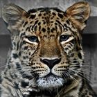 Amur Leopardin Vatne