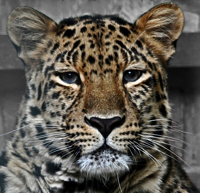 Amur Leopardin Vatne