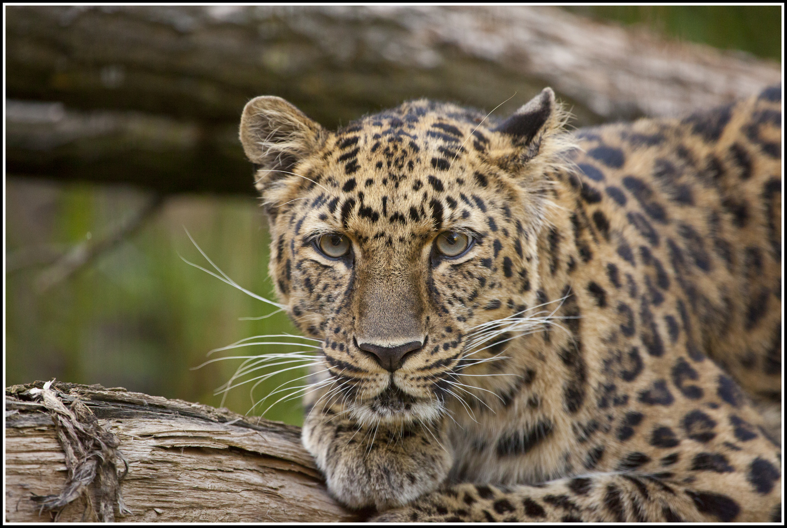 " Amur-Leopardin Vatne nicht Xembalo "