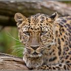" Amur-Leopardin Vatne nicht Xembalo "