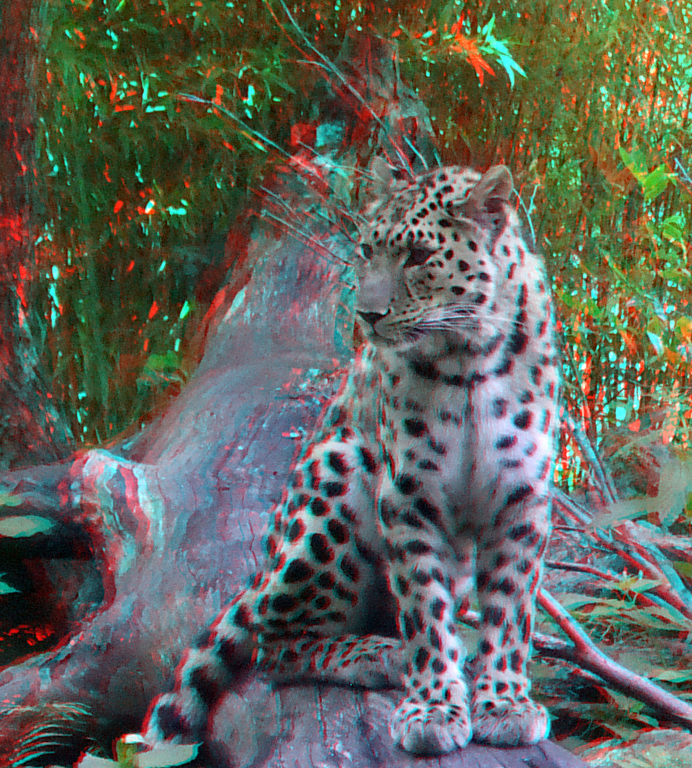 Amur panter Blijdorp Zoo Rotterdam 3D