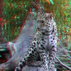 Amur panter Blijdorp Zoo Rotterdam 3D