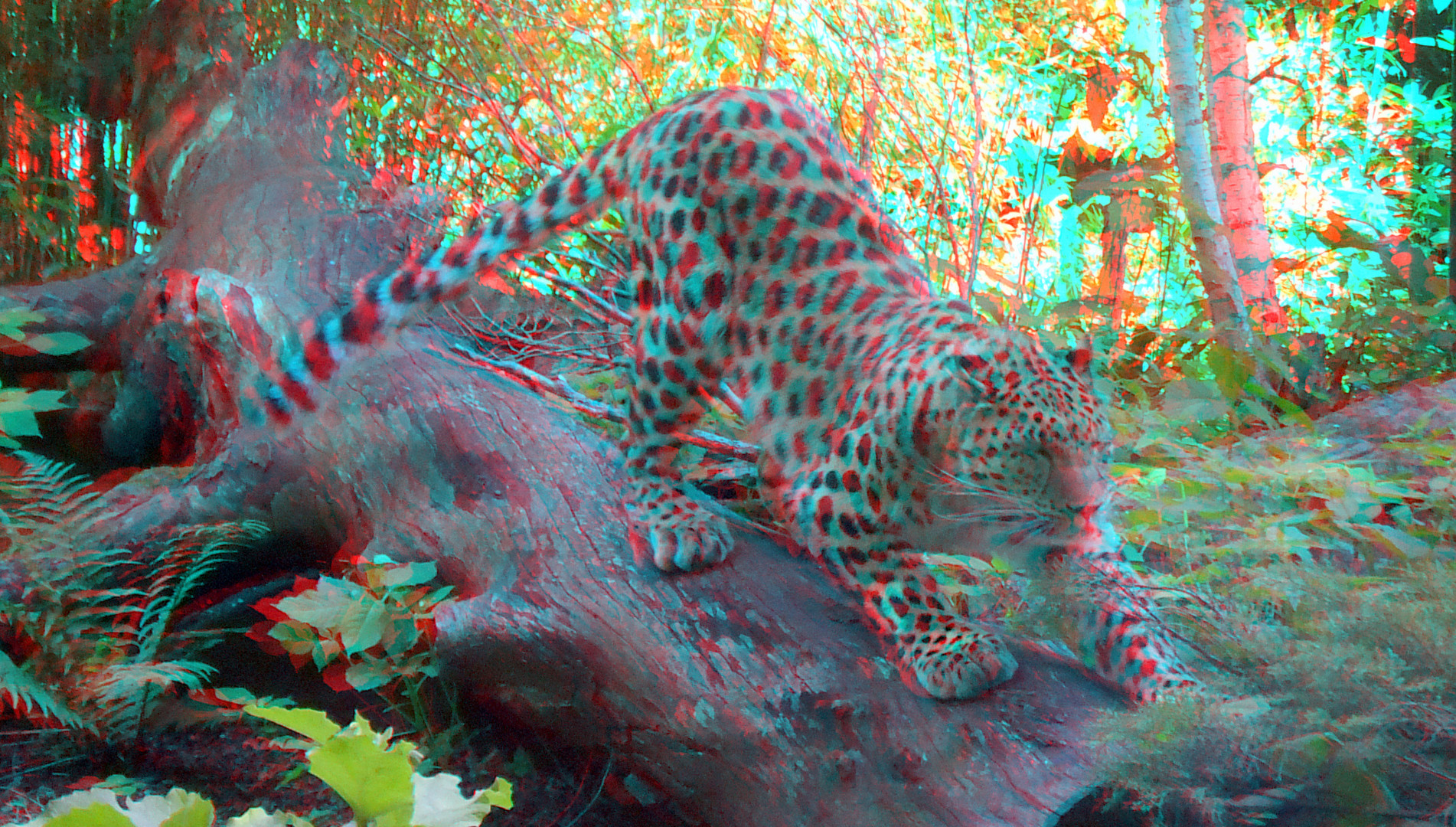 Amur panter Blijdorp Zoo Rotterdam 3D