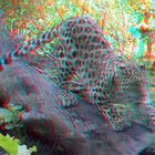 Amur panter Blijdorp Zoo Rotterdam 3D