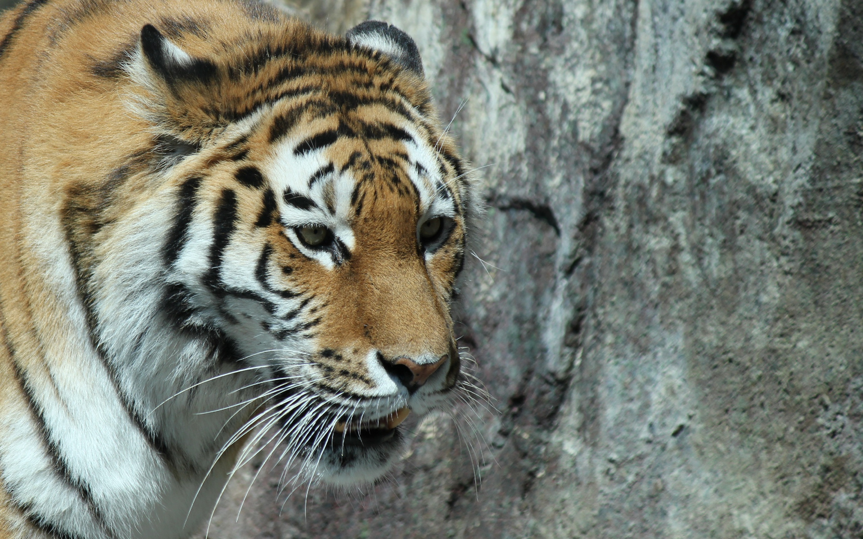 Amur Tiger