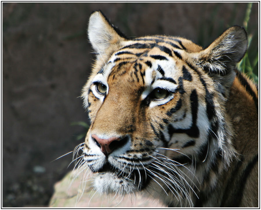 Amur Tiger 2