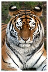 Amur Tiger