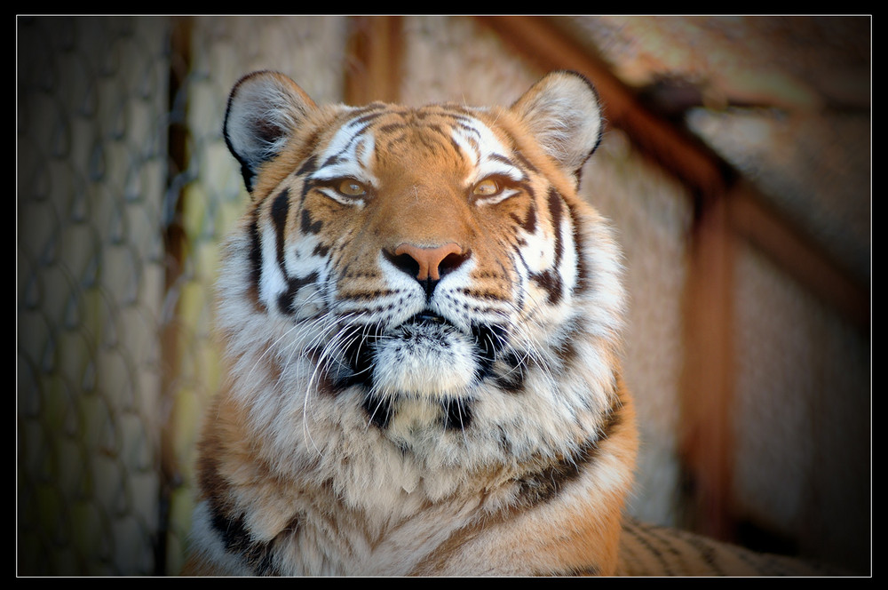 Amur Tiger