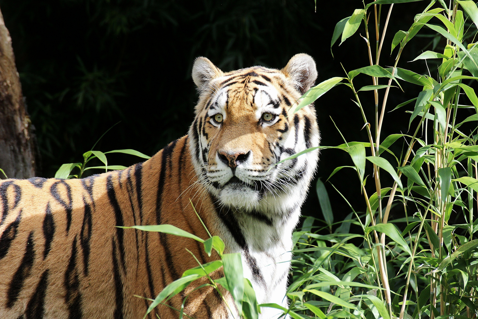 Amur Tiger