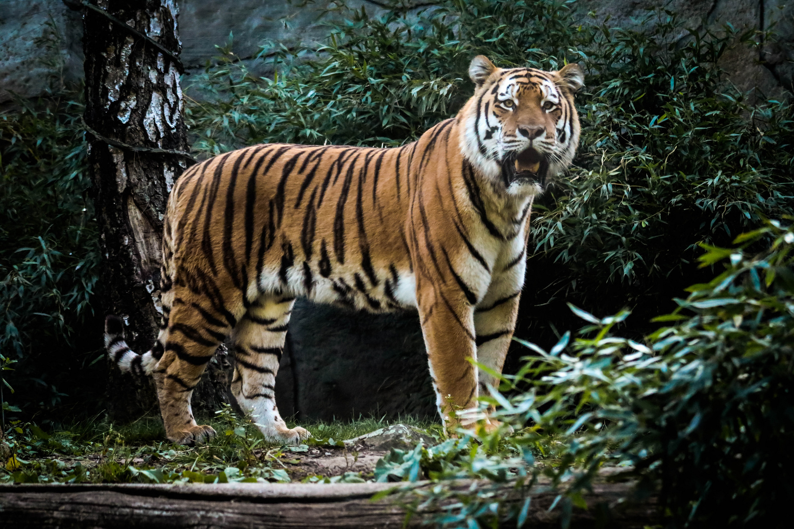 Amur Tiger Foto & Bild | tiere, zoo, wildpark & falknerei, säugetiere