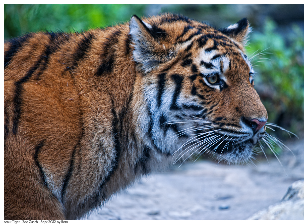 Amur Tiger