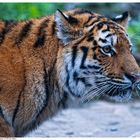 Amur Tiger