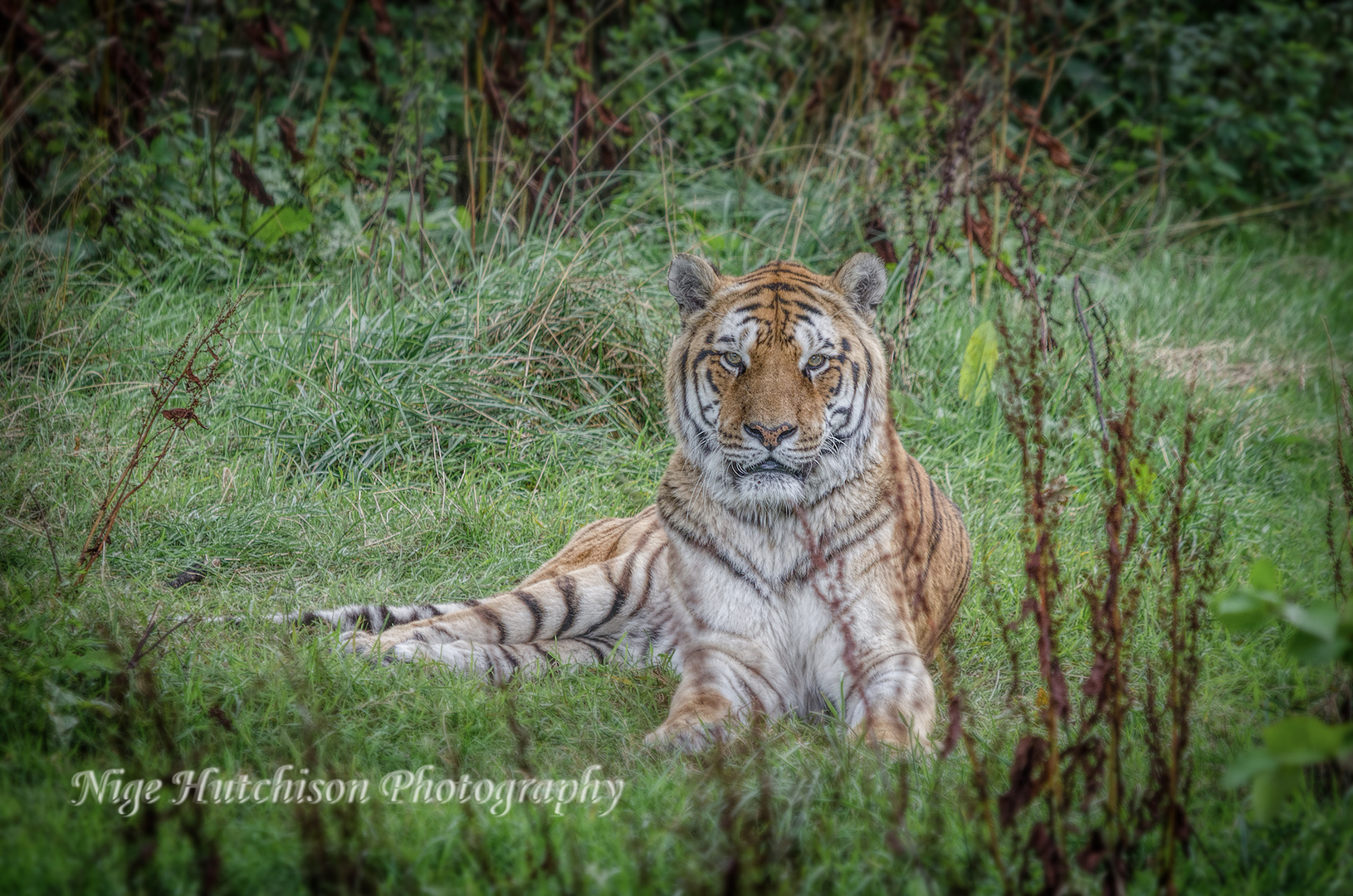 Amur Tiger