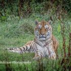 Amur Tiger