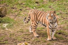 Amur-Tiger