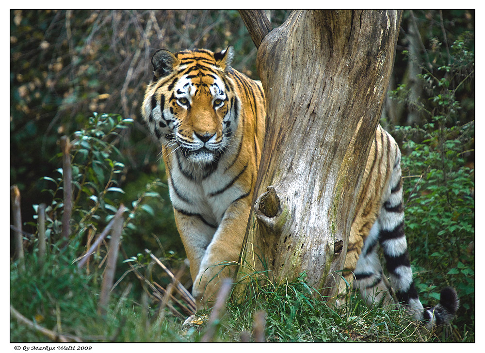 Amur Tiger