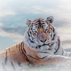 Amur Tiger