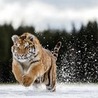 Amur Tiger