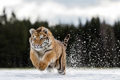 Amur Tiger