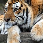 Amur - Tiger