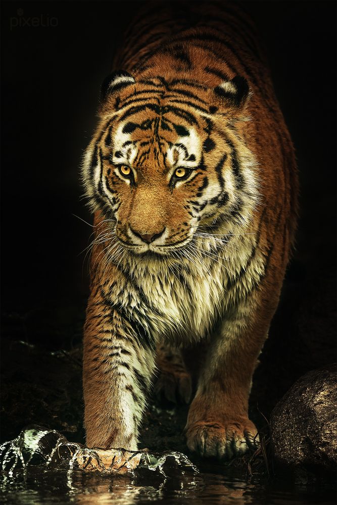 Amur-Tiger