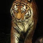 Amur-Tiger