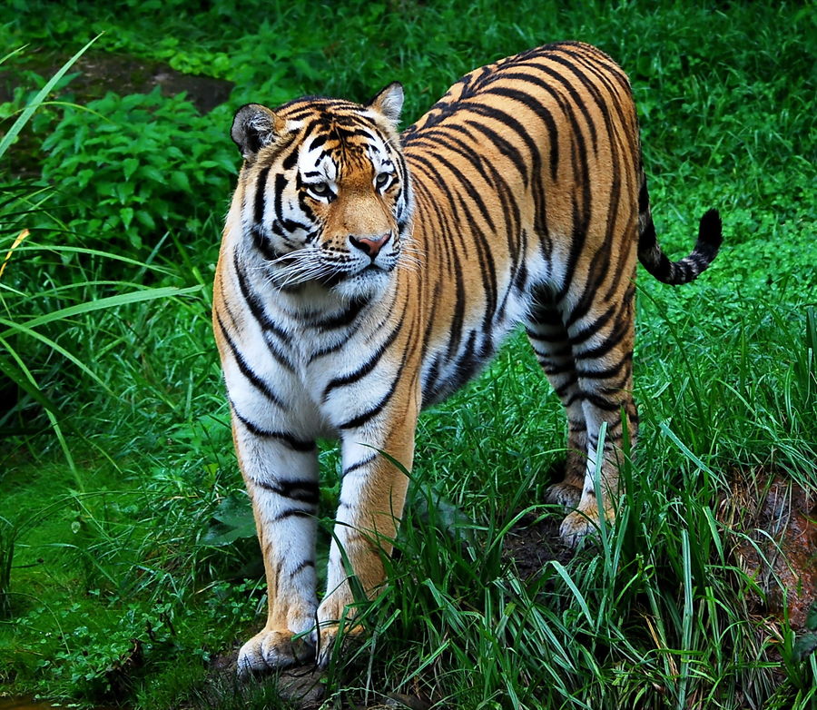 Amur Tiger