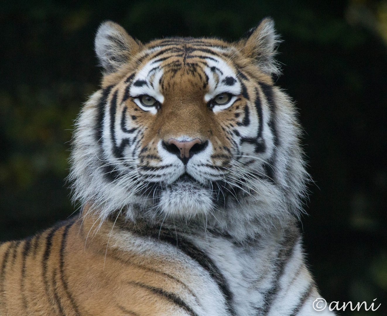 Amur-Tiger Elena