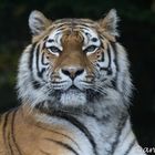 Amur-Tiger Elena