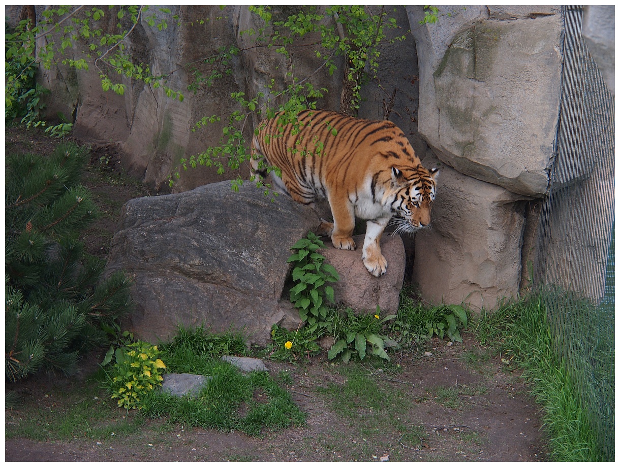 Amur-Tiger im Leipziger Zoo