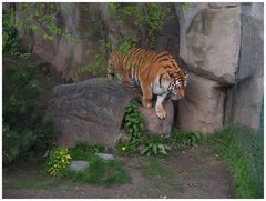 Amur-Tiger im Leipziger Zoo