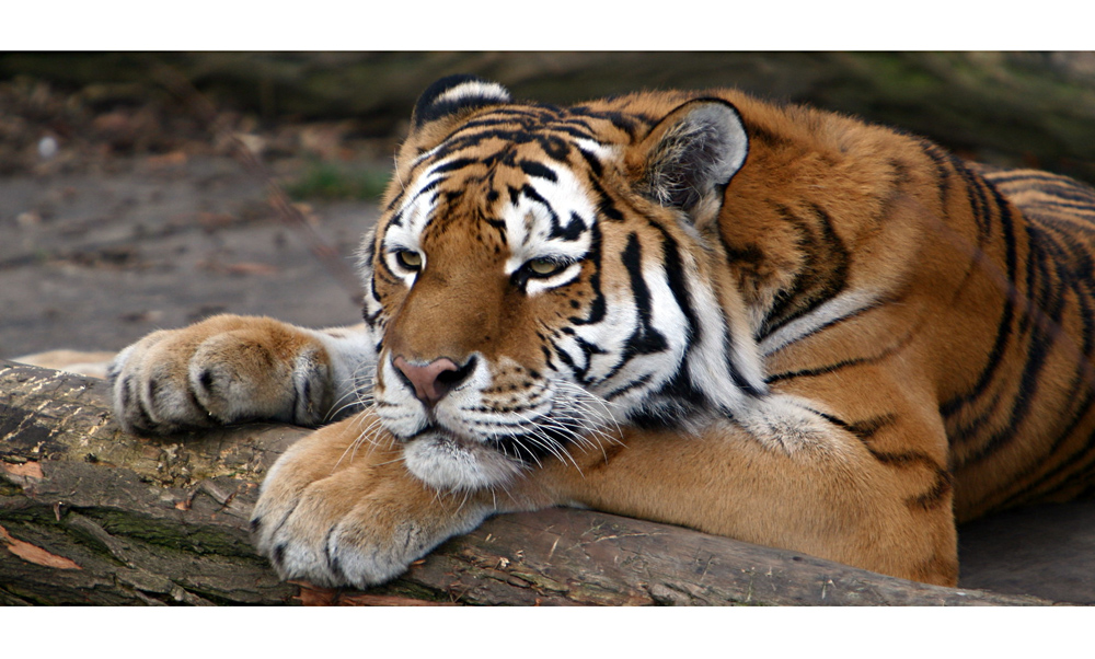 Amur Tiger im Zoo