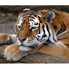 Amur Tiger im Zoo