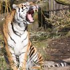 Amur-Tiger Im Zoo Münster