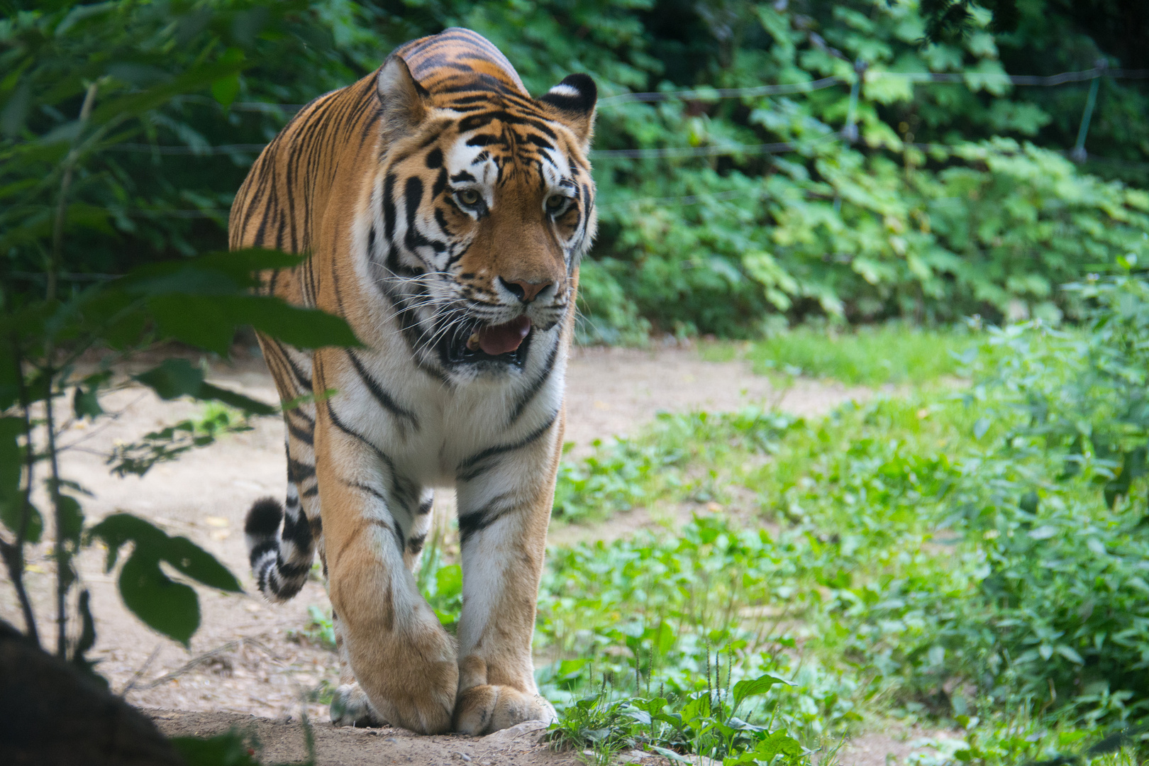 Amur Tiger im Zoo Mulhouse