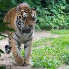 Amur Tiger im Zoo Mulhouse