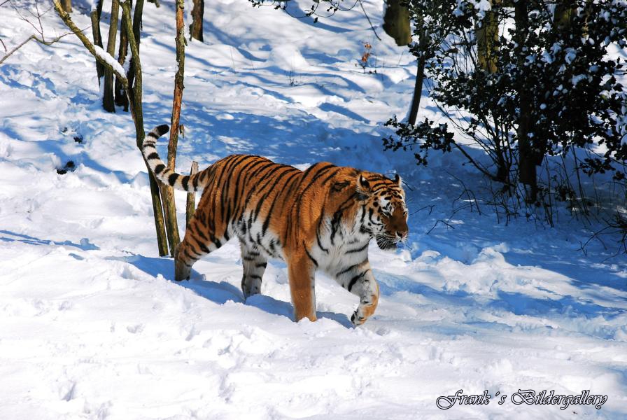 Amur-Tiger in seinem Element