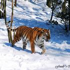 Amur-Tiger in seinem Element