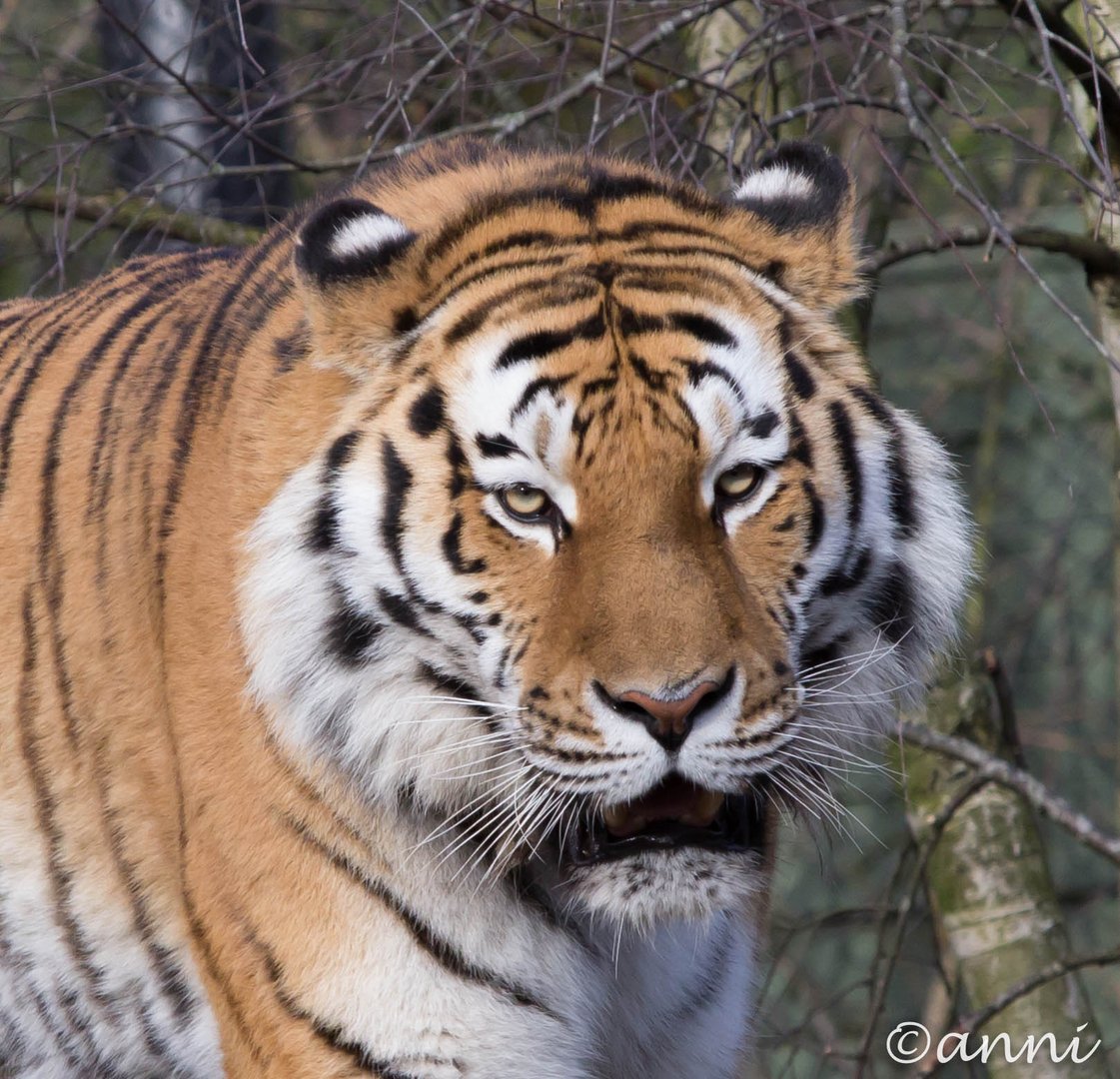 Amur-Tiger Lailek