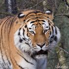 Amur-Tiger Lailek