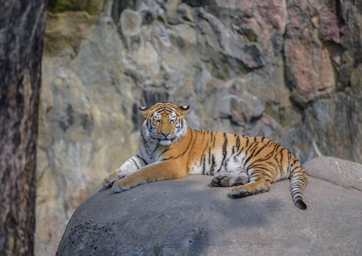 Amur-Tiger (Panthera tigris altaica)...