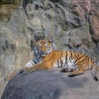 Amur-Tiger (Panthera tigris altaica)...