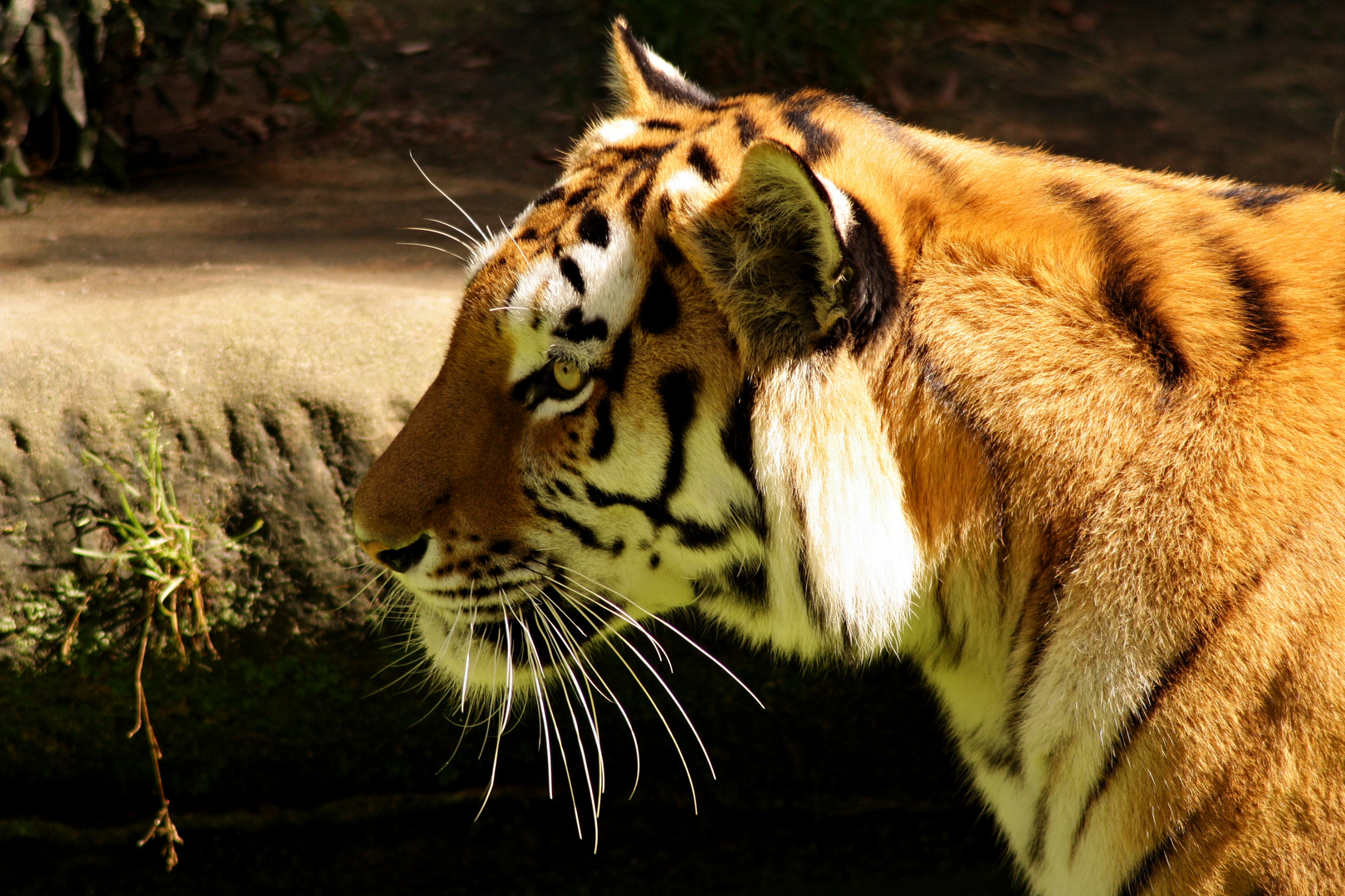 Amur-Tiger Samur Tiergarten Nürnberg