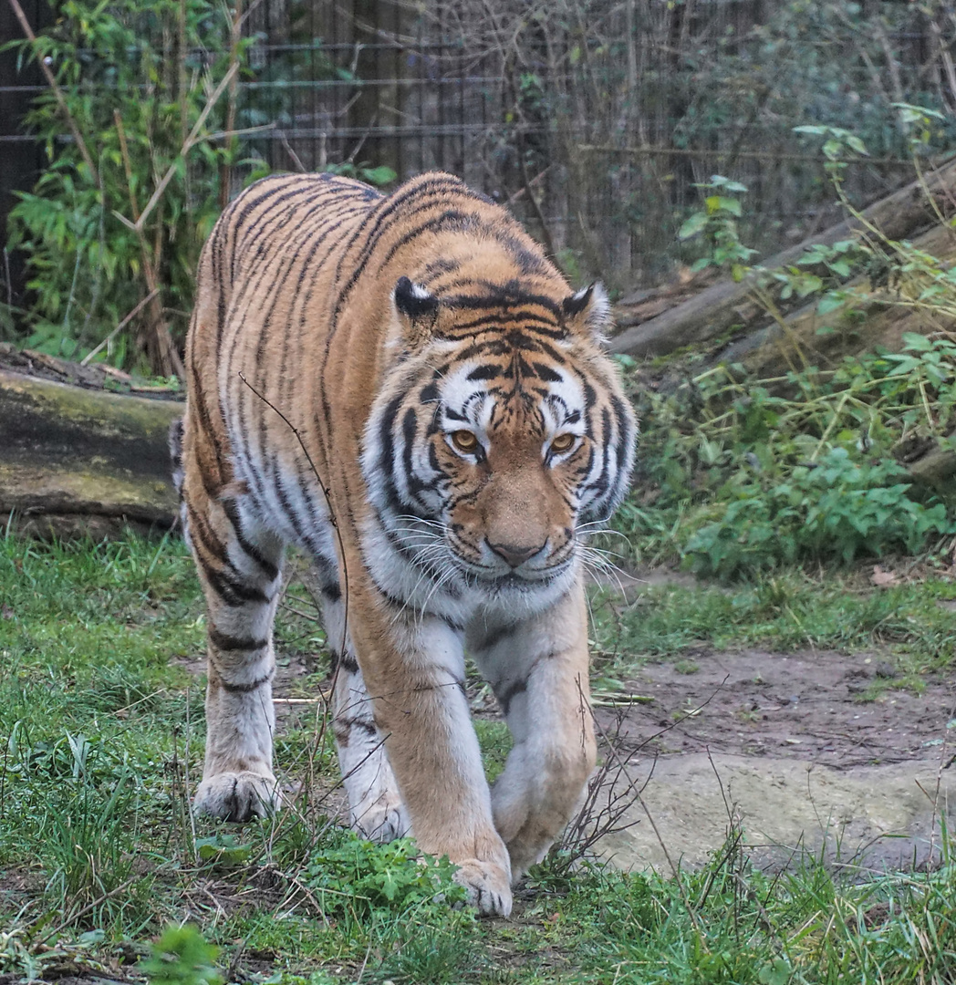 Amur-Tiger /Sibirischer Tiger