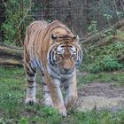 Amur-Tiger /Sibirischer Tiger