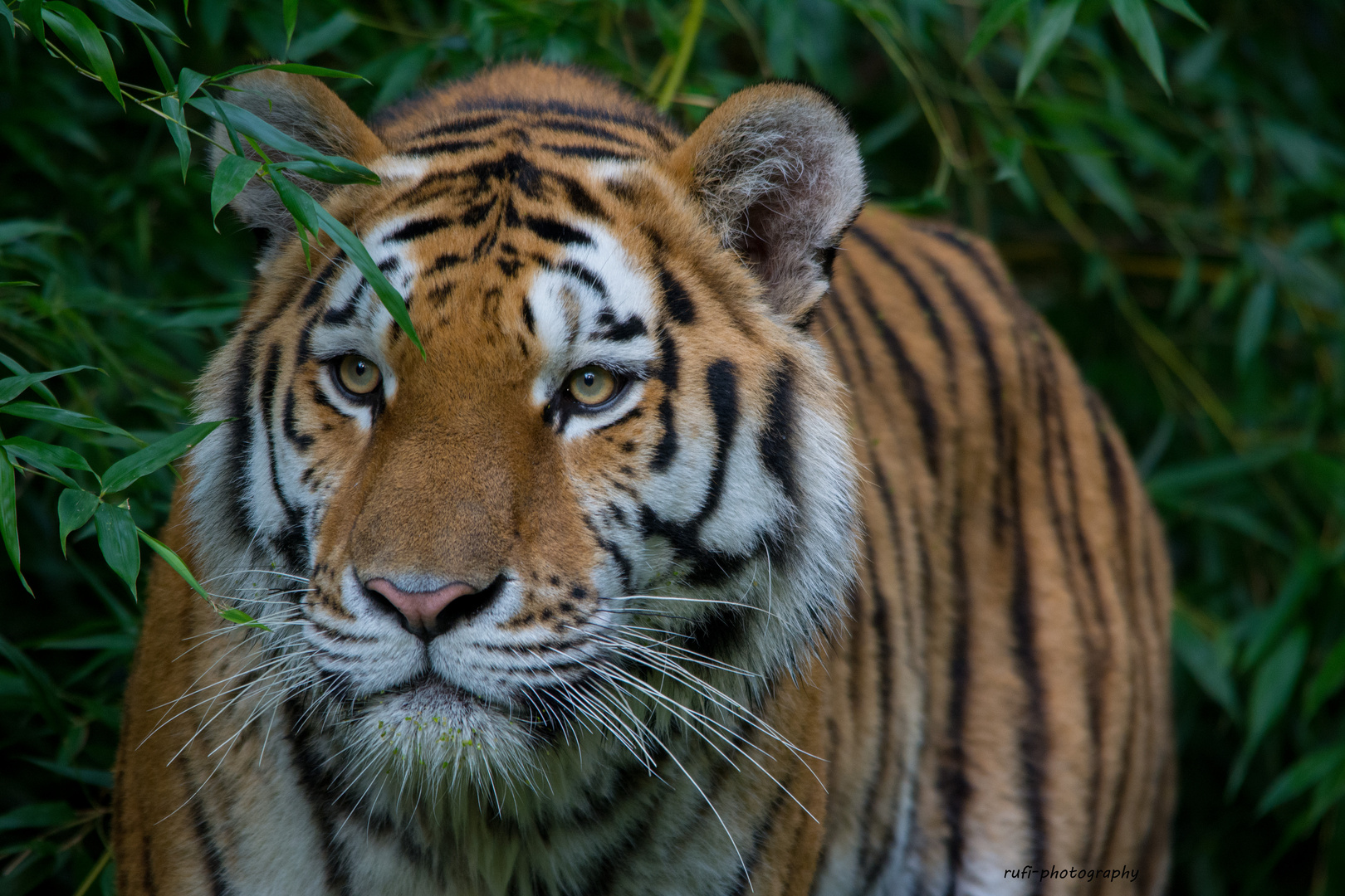 Amur Tiger - Tiergarten Nürnberg