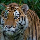 Amur Tiger - Tiergarten Nürnberg