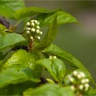Amur Traubenkirsche (Prunus maackii).